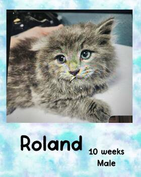 Domestic Medium Hair Cats Available for Adoption in Holbrook, New York - ROLAND | PetCurious