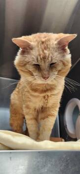 Domestic Short Hair Cats Available for Adoption in Fort Walton Beach, Florida - DON VITO THE MOB BOSS | PetCurious