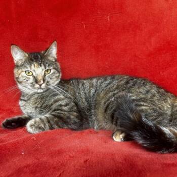 Zooey -  Domestic Short Hair Cat Available for Adoption in Conway, New Hampshire - Zooey | PetCurious