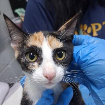 Amira -  Domestic Short Hair Cat for Adoption in Summerville, South Carolina - Amira | PetCurious