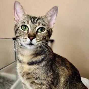 American Shorthair Cats Available for Adoption in Bethel, Connecticut - Rella | PetCurious