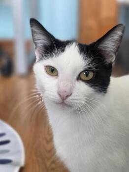 Cloudy -  Domestic Short Hair Cat for Adoption in Chicago, Illinois - Cloudy | PetCurious