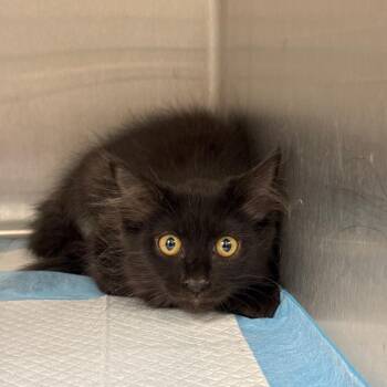 Ezekiel -  Domestic Long Hair Cat for Adoption in Spring Hill, Kansas - Ezekiel | PetCurious
