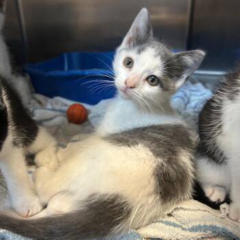 Rodan -  Domestic Short Hair Cat for Adoption in Bristol, Indiana - Rodan | PetCurious