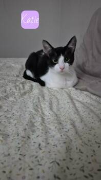 Tuxedo Cats Available for Adoption - Katie | PetCurious