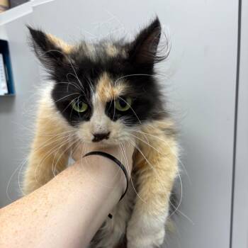Snickers(Available at petsmart Alabaster) -  Domestic Long Hair Cat for Adoption in Columbiana, Alabama - Snickers(Available At Petsmart Alabaster) | PetCurious