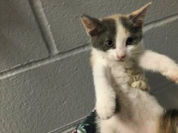 Domestic Short Hair Cats Available for Adoption in Thousand Palms, California - FLORA | PetCurious
