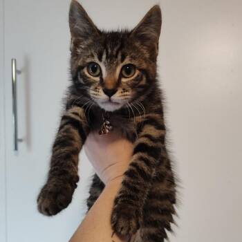 Numpty -  Domestic Short Hair Cat for Adoption in Durham, North Carolina - Numpty | PetCurious