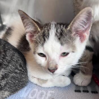 Sylvester -  Domestic Short Hair Cat for Adoption in South Haven, Michigan - Sylvester | PetCurious