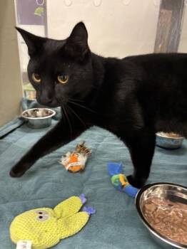 Flounder -  Domestic Short Hair Cat for Adoption in Schenectady, New York - Flounder | PetCurious