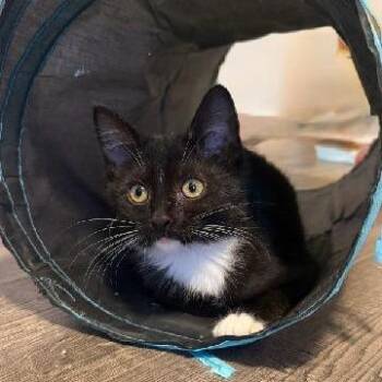 Princess -  Domestic Short Hair Cat for Adoption in Carmel, Indiana - Princess | PetCurious