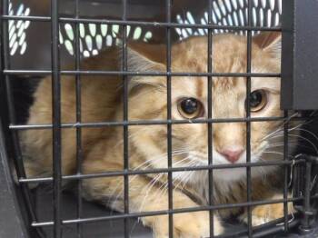 Domestic Short Hair Cats Available for Adoption - SRIRACHA | PetCurious