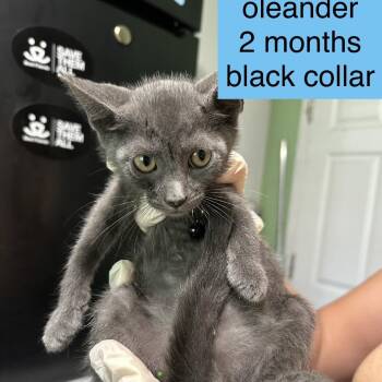 Oleander -  Domestic Short Hair Cat for Adoption in Tampa, Florida - Oleander | PetCurious