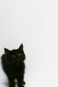 Rescue Domestic Short Hair Cats for Adoption in Morton Grove, Illinois - Gamora | PetCurious