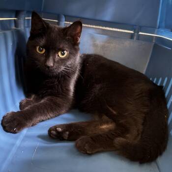 Chole -  Domestic Short Hair Cat for Adoption in Avon, New York - Chole | PetCurious
