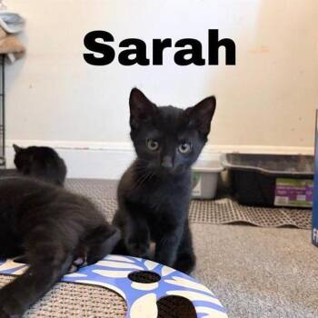 Sarah -  Domestic Short Hair Cat for Adoption in Danbury, Connecticut - Sarah | PetCurious