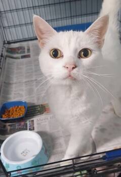 Snowball -  Domestic Short Hair Cat for Adoption in Spencer, Indiana - Snowball | PetCurious