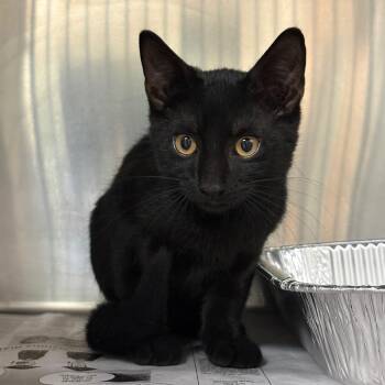 Aramis -  Domestic Short Hair Cat for Adoption in Milton, Florida - Aramis | PetCurious