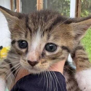 Dollop -  Domestic Short Hair Cat for Adoption in Volcano, Hawaii - Dollop | PetCurious