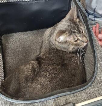 Domestic Short Hair Cats Available for Adoption in Albemarle, North Carolina - Winston | PetCurious