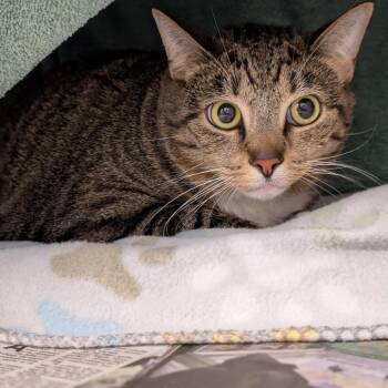 Cat -  Domestic Short Hair Cat for Adoption in Pittsburgh, Pennsylvania - Cat | PetCurious