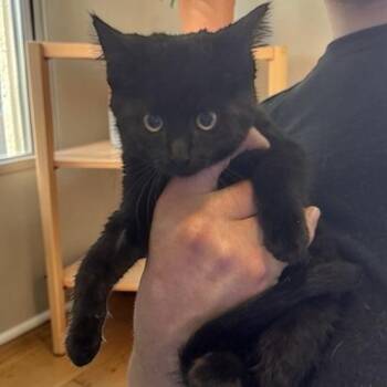 Day -  Domestic Short Hair Cat for Adoption in Elyria, Ohio - Day | PetCurious