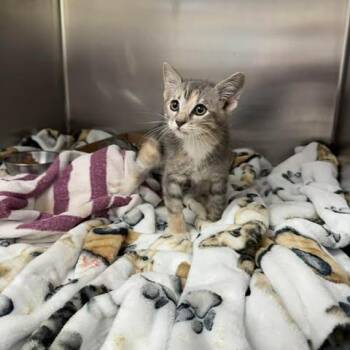 Maggie -  Domestic Short Hair Cat for Adoption in Leander, Texas - Maggie | PetCurious