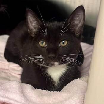 Slinky -  Domestic Short Hair Cat for Adoption in Walnut Creek, California - Slinky | PetCurious