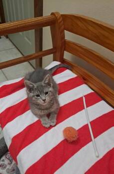 Henry II -  Domestic Short Hair Cat for Adoption in Verona, Wisconsin - Henry II | PetCurious