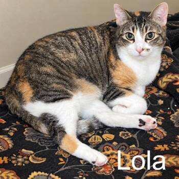 LOLA (bonded w/Hammy) -  Domestic Short Hair and Calico Cat for Adoption in Graham, Washington - LOLA (bonded W/Hammy) | PetCurious