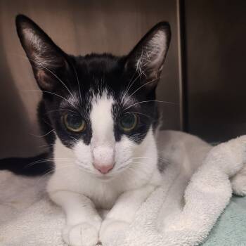 Rescue Domestic Short Hair Cats for Adoption in Fort Bragg, California - Cookie | PetCurious