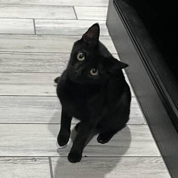 Pink -  Domestic Short Hair Cat for Adoption in Tulsa, Oklahoma - Pink | PetCurious