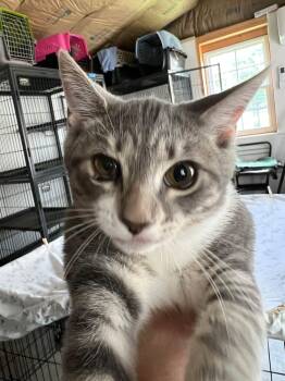 Beatrice -  Tabby Cat for Adoption in Richmond Dale, Ohio - Beatrice | PetCurious