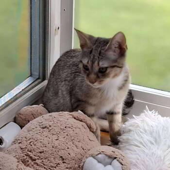 Rescue Domestic Short Hair Cats for Adoption in Falls Church, Virginia - J&L: Lia | PetCurious