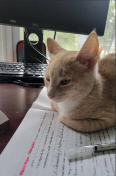 Rescue Domestic Short Hair Cats for Adoption in Alexandria, Virginia - Zoro - KITTEN In Foster | PetCurious