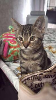 Rescue Domestic Short Hair Cats for Adoption in Liverpool, Texas - Lila | PetCurious