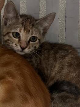 Tabby and Tortoiseshell Cats Available for Adoption in Brookhaven, Mississippi - Walnut 26 | PetCurious