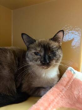 Faye -  Domestic Short Hair Cat for Adoption in Burnaby, British Columbia - Faye | PetCurious