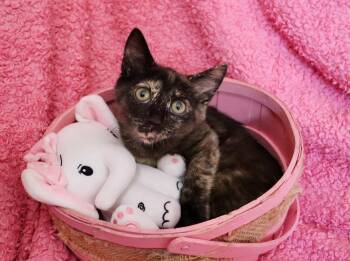 Catness -  Tortoiseshell Cat for Adoption in St. Augustine, Florida - Catness | PetCurious