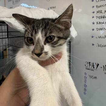 Muffin -  American Shorthair Cat for Adoption in Fulton, Texas - Muffin | PetCurious