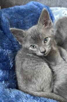 Rescue Domestic Short Hair Cats for Adoption in Kingston, New York - Sage | PetCurious