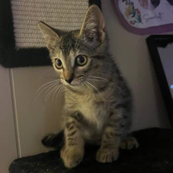 Doll -  Domestic Short Hair Cat for Adoption in Hemet, California - Doll | PetCurious