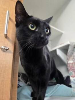 Gingerbread -  Domestic Short Hair Cat for Adoption in Savannah, Georgia - Gingerbread | PetCurious