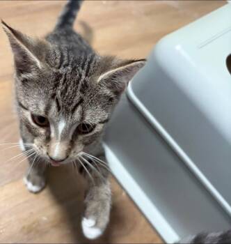 Parker -  Domestic Short Hair Cat for Adoption in Bendersville, Pennsylvania - Parker | PetCurious