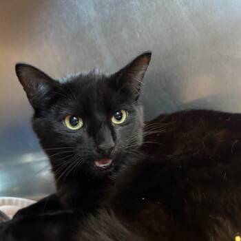 Kennedy -  Domestic Short Hair Cat for Adoption in Bristol, Indiana - Kennedy | PetCurious