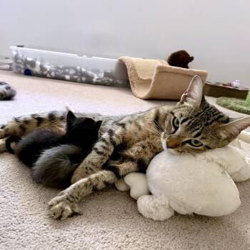 Chrysanthemum -  Domestic Short Hair Cat for Adoption in Austin, Texas - Chrysanthemum | PetCurious