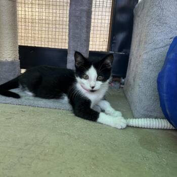 Winston -  Domestic Short Hair Cat for Adoption in Taos, New Mexico - Winston | PetCurious