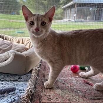 Rescue Domestic Short Hair Cats for Adoption in Honesdale, Pennsylvania - Weevil | PetCurious