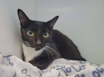 Mergo -  Domestic Short Hair Cat for Adoption in Delson, Quebec - Mergo | PetCurious
