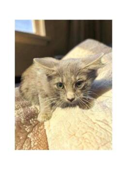 George -  Domestic Medium Hair Cat for Adoption in Sullivan, Indiana - George | PetCurious